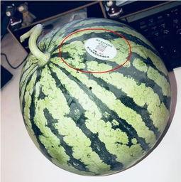 长春网红吃瓜,揭秘幕后故事与热门话题