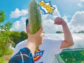 网红吃不吃瓜什么意思呢,吃不吃瓜，揭秘娱乐圈幕后真相